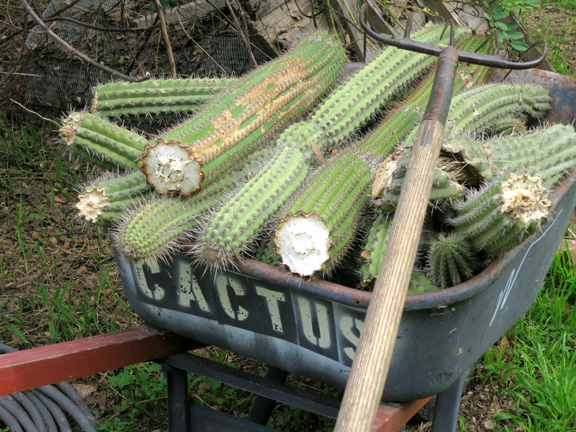 a wheel barrow of cacti