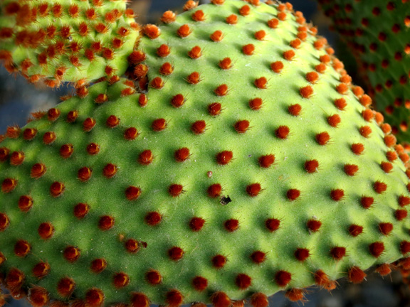 cacti red velvet