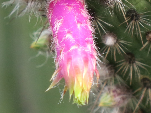 cactus flower 4