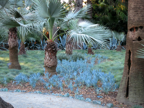 blue plantings
